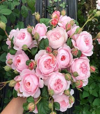 Троянда англійська "Queen of Sweden"