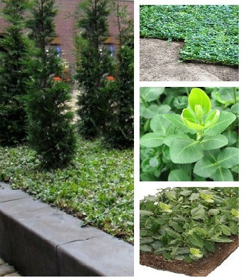 Бересклет Форчуна "Hort's Blaze"