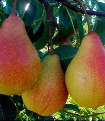 Груша літня Улюблена Клаппа 