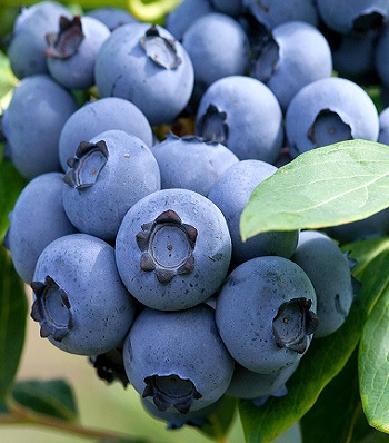 Лохина "Hannah's Choice" 