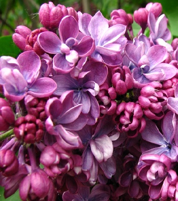 Бузок "Prince Wolkonsky" 