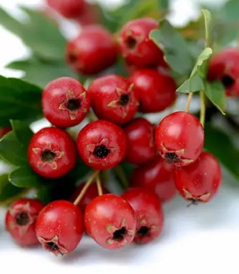 Глід істівний 