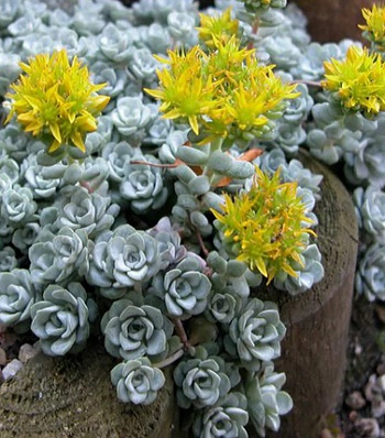 Очиток лопатчатолистий "Cape Blanco" 
