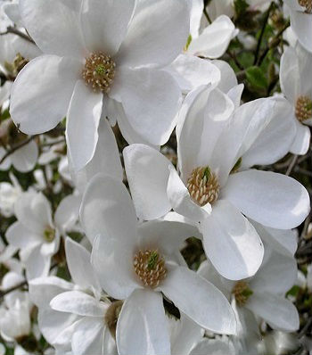 Магнолія Кобус  