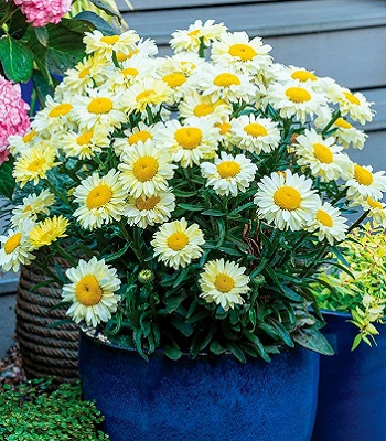 Ромашка "Sweet Daisy "Izabel" 