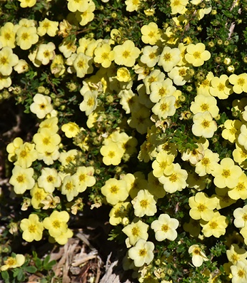 Лапчатка кущова "Primrose Beauty"