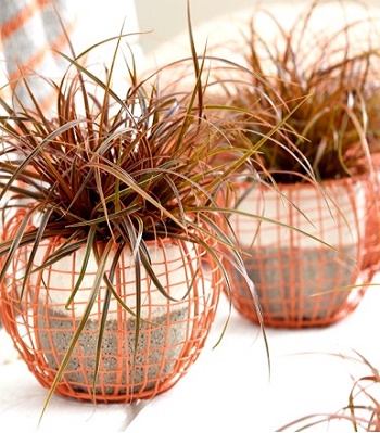 Uncinia rubra "Everflame" 