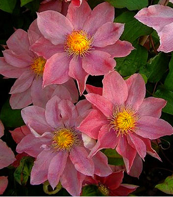 Клематис "Little Mermaid"