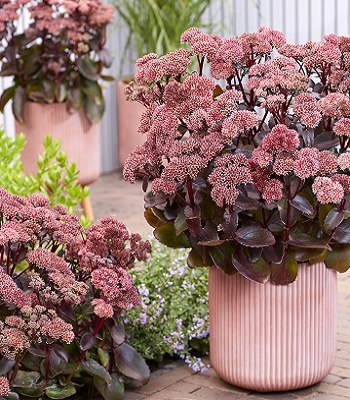 Очиток "Black Beauty" 