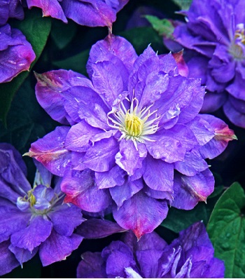 Клематис "Blue Explosion" 