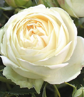 Троянда піон "Wedding Piano" 