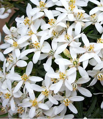 Шуазія "White Dazzler"