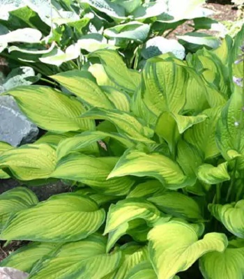 Хоста "Tick Tock" 