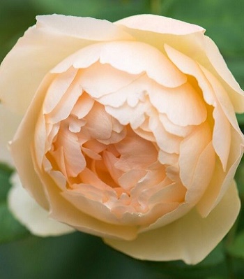 Троянда англійська "Wollerton Old Hall"