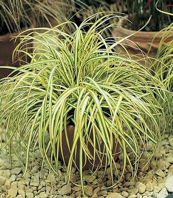 Carex "Evergold"