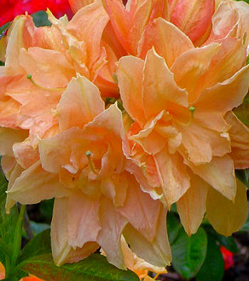 Азалія "Csardas" 