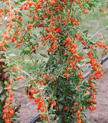 Годжі "Little Goji"