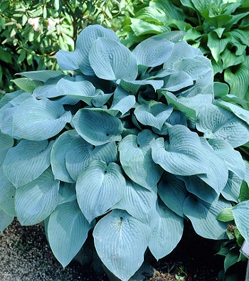 Хоста "Fragrant Blue" 