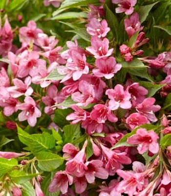 Вейгела квітуча "Picobella Rosa"
