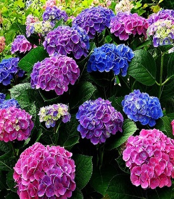 Гортензія хамелеон 