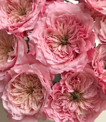 Троянда японська "Mikoto"