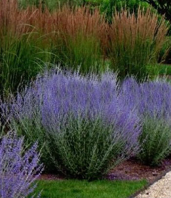 Перовська лебедолиста "Blue Steel"