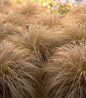 Carex "Bronze" 