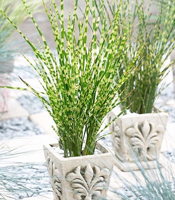 Miscanthus sinensis "Gold Bar"