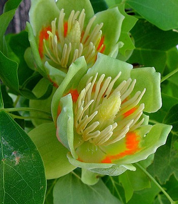 Тюльпанове дерево 