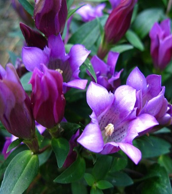 Тирлич "Zuiko Rindo"