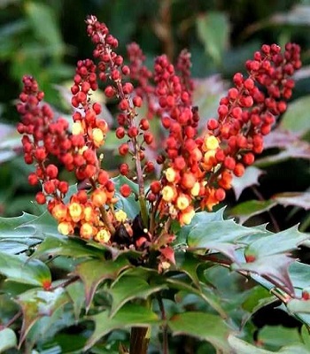 Магонія "Cabaret"