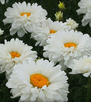 Ромашка "Victorian Secret"