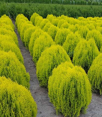 Туя східна(Біота) "Aurea Nana" 