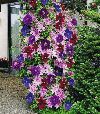 Клематис (Суміш сортів) 1 шт.