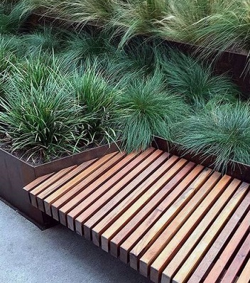 Carex "Blue Zinger" 