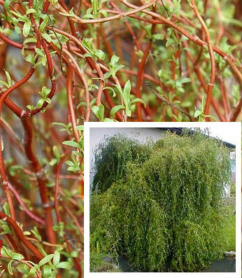 Верба "Erythroflexuosa"