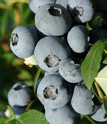 Лохина "Patriot" 