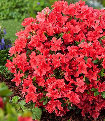 Азалія японська "Geisha Orange" 