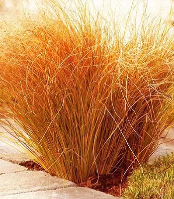 Carex "Red Rooster"