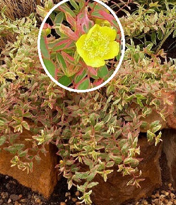 Звіробій "Tricolor" 