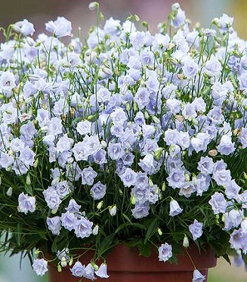 Дзвіночок спіральнолистний "Elizabeth Oliver"