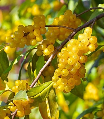 Гумі "Pointilla Fortunella"