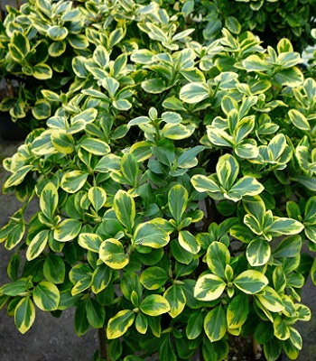 Бересклет Форчуна "Canadale Gold" 