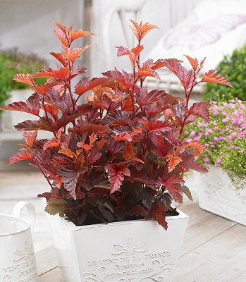 Пухироплідник "Little Angel" 