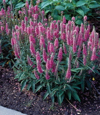 Вероніка "Rosa Zwerg" 