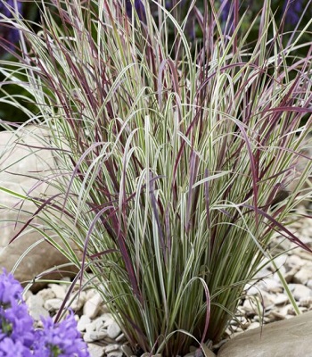 Schizachyrium scoparium "Chameleon"