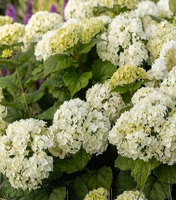 Гортензія деревовидна "FlowerWOW" 