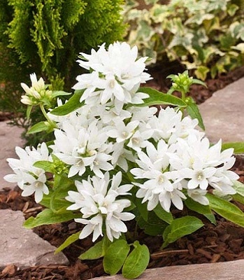 Дзвiночок скупчений "Chio Blanco" 