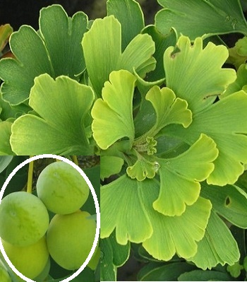 Гінкго Білоба 