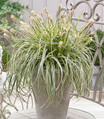 Carex "Feather Falls" 